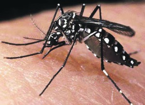 page-1-Aedes-Aegypti-mosquito
