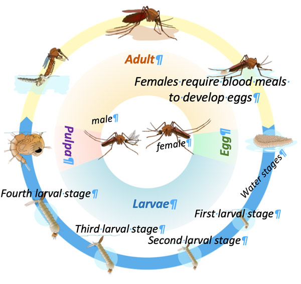 Mosquitoes | Buzz Off